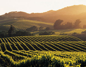 Napa Valley Wine Country